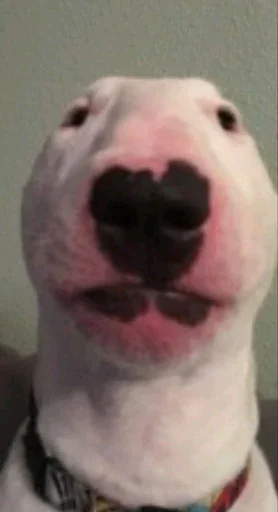 😐 Стикер «Animal mem» для Telegram