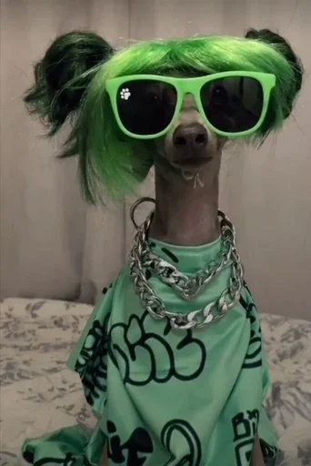 🕶️ Стикер «Animal mem» для Telegram