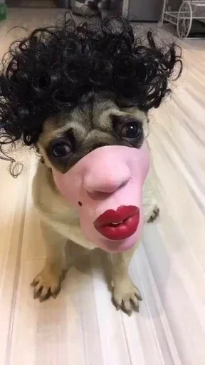 👄 Стикер «Animal mem» для Telegram