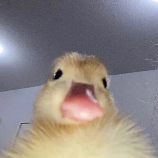 🐥 Стикер «Animal mem» для Telegram