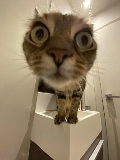 😮 Стикер «Animal mem» для Telegram