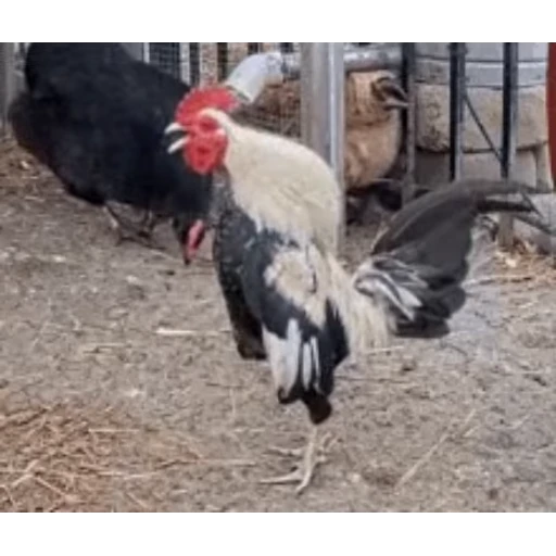 🐔 Стикер «Петухи» для Telegram