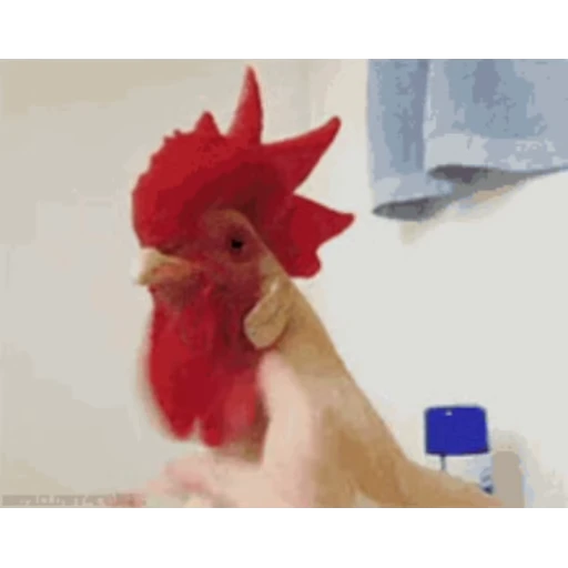 🐔 Стикер «Петухи» для Telegram