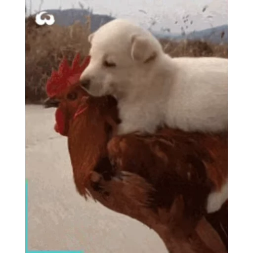 🐔 Стикер «Петухи» для Telegram