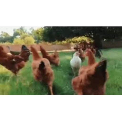 🐔 Стикер «Петухи» для Telegram