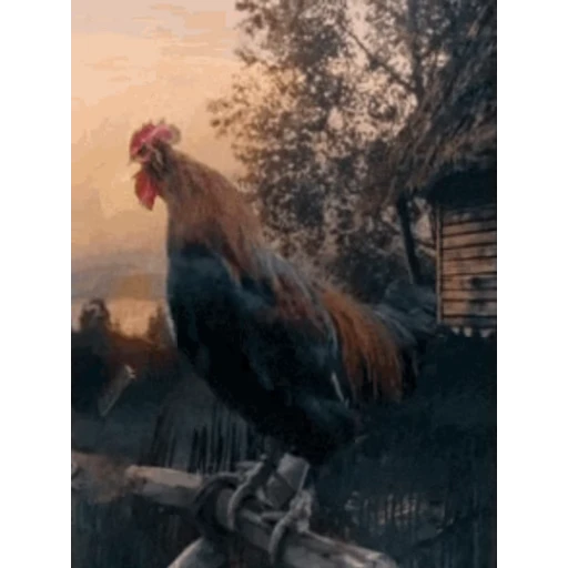 🐔 Стикер «Петухи» для Telegram