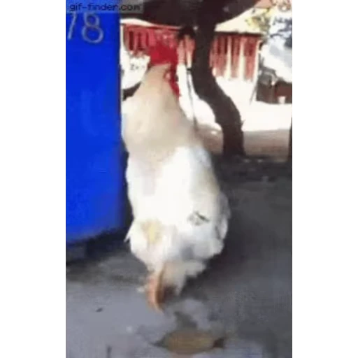🐔 Стикер «Петухи» для Telegram