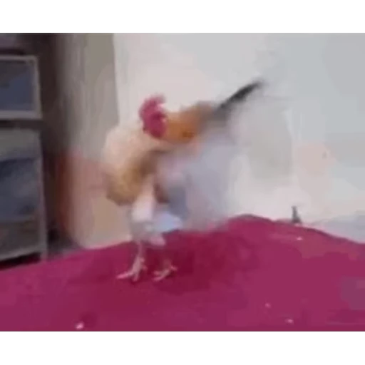🐔 Стикер «Петухи» для Telegram