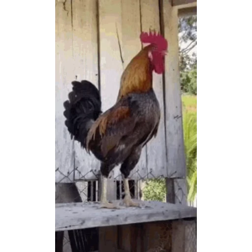 🐔 Стикер «Петухи» для Telegram