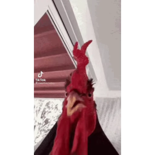🐔 Стикер «Петухи» для Telegram