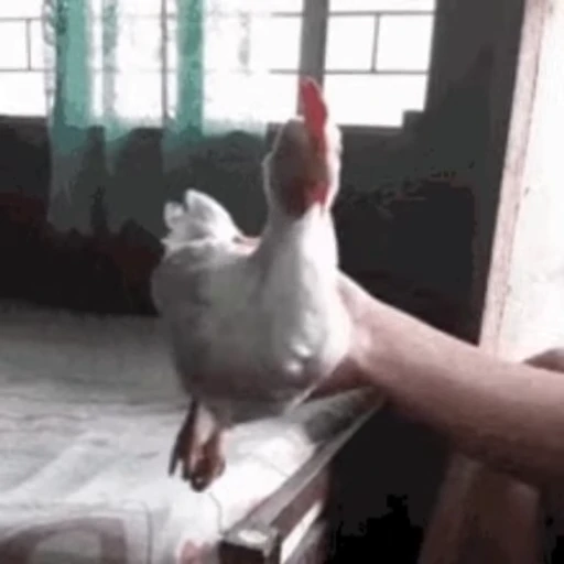 🐔 Стикер «Петухи» для Telegram