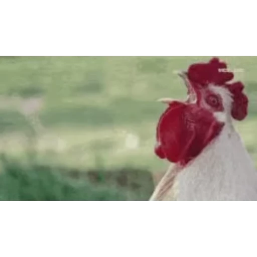🐔 Стикер «Петухи» для Telegram