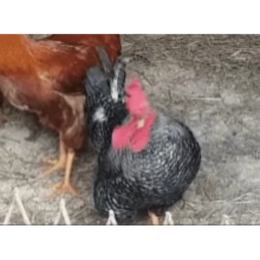 🐔 Стикер «Петухи» для Telegram