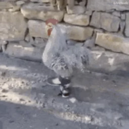 🐔 Стикер «Петухи» для Telegram