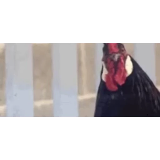 🐔 Стикер «Петухи» для Telegram