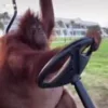 Стикер 21 😫 😎 😶 🤙 😮 🤪