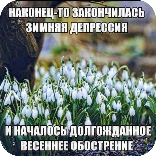 🌸 Стикер «Philosophy» для Telegram