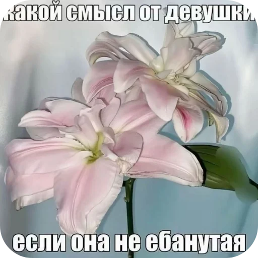 🌸 Стикер «Philosophy» для Telegram