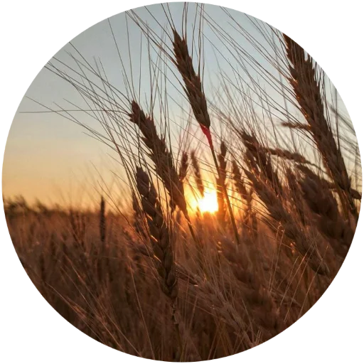🌾 Стикер «Nature» для Telegram