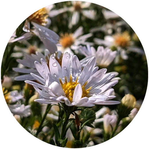 🌸 Стикер «Nature» для Telegram