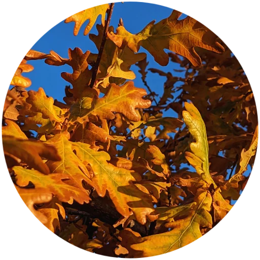 🍂 Стикер «Nature» для Telegram