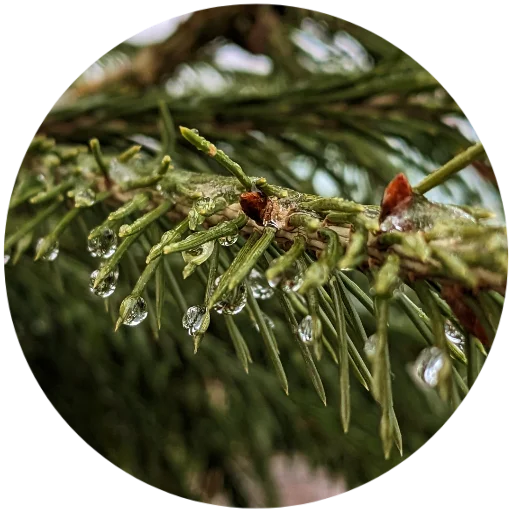 🌲 Стикер «Nature» для Telegram