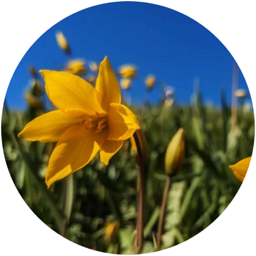🌼 Стикер «Nature» для Telegram