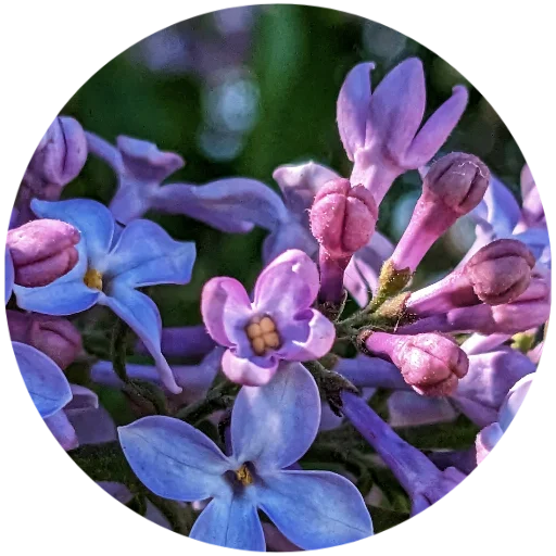 🌷 Стикер «Nature» для Telegram