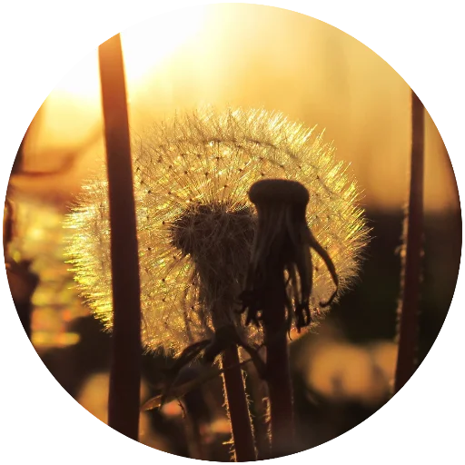 🌼 Стикер «Nature» для Telegram