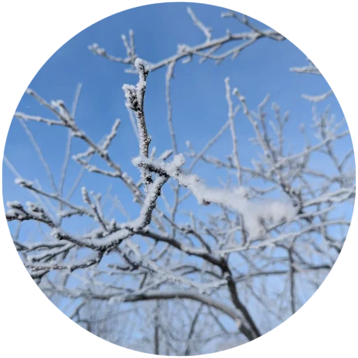 ❄️ Стикер «Nature» для Telegram
