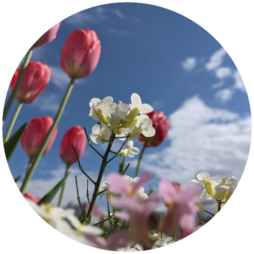 🌷 Стикер «Nature» для Telegram
