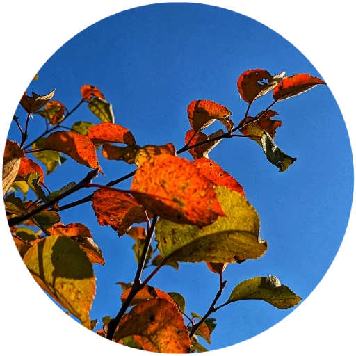 🍁 Стикер «Nature» для Telegram