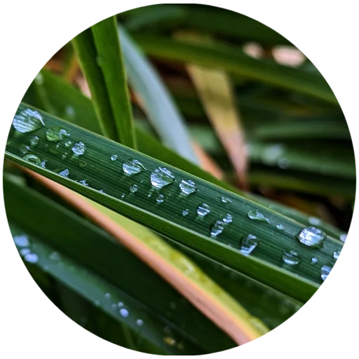🌿 Стикер «Nature» для Telegram