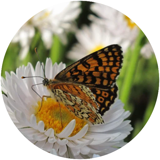 🦋 Стикер «Nature» для Telegram