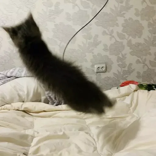 🐅 Стикер «Pibimpab» для Telegram