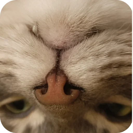 🤓 Стикер «Pibimpab» для Telegram