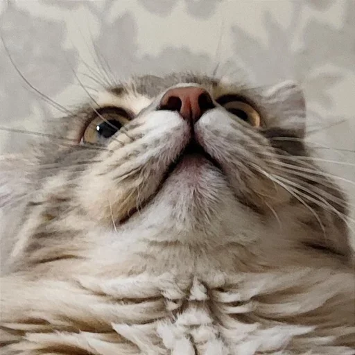 😳 Стикер «Pibimpab» для Telegram