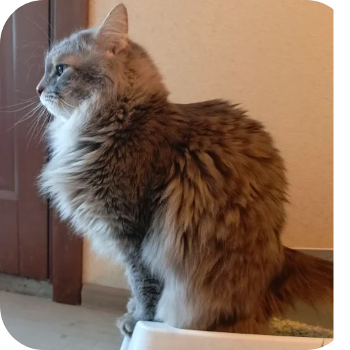 🐱 Стикер «Pibimpab» для Telegram