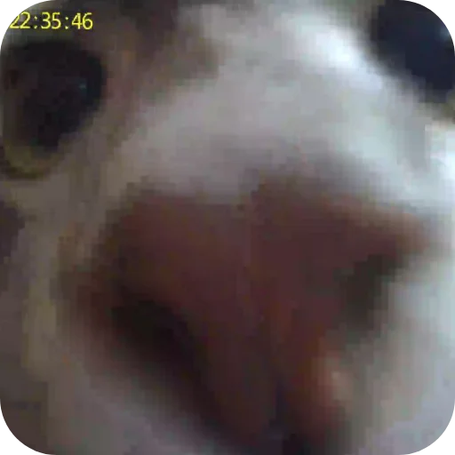 🍖 Стикер «Pibimpab» для Telegram