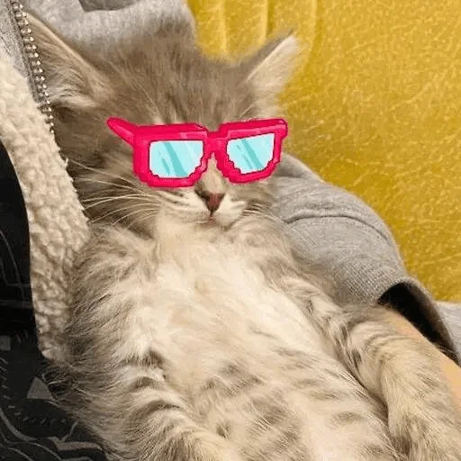 😎 Стикер «Pibimpab» для Telegram