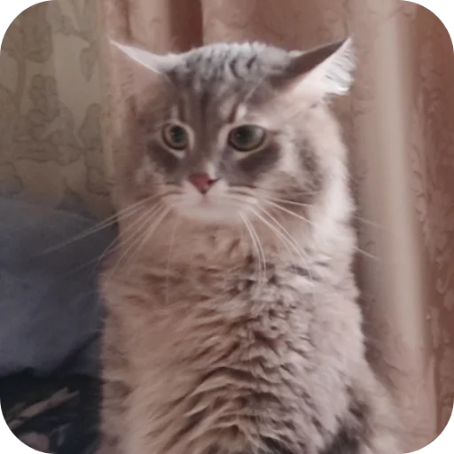 🤨 Стикер «Pibimpab» для Telegram