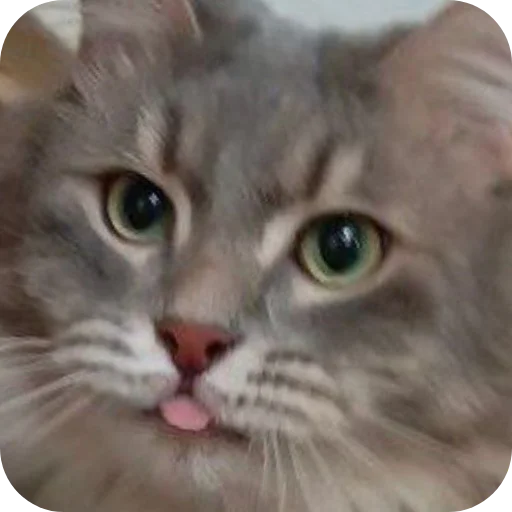 🐱 Стикер «Pibimpab» для Telegram