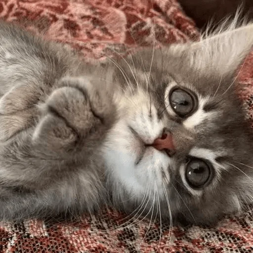🐅 Стикер «Pibimpab» для Telegram