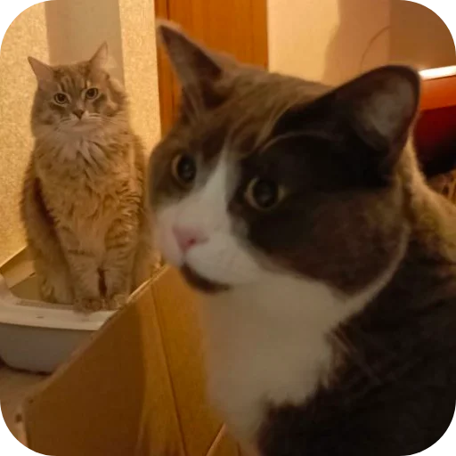 🥰 Стикер «Pibimpab» для Telegram