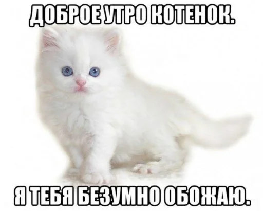 🤍 Стикер «пикчи и коти» для Telegram