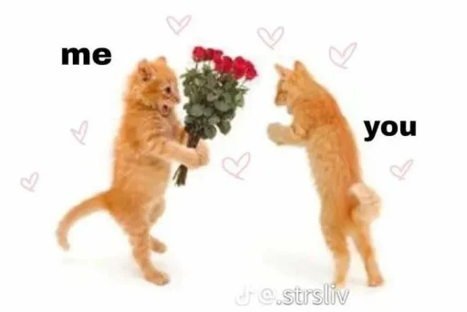💋 Стикер «пикчи и коти» для Telegram