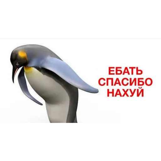 🐧 Стикер «Пикчи» для Telegram