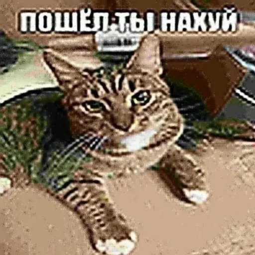 🖕 Стикер «Пикчи» для Telegram
