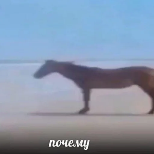 🐴 Стикер «Пикчи» для Telegram