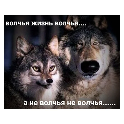 ☝️ Стикер «НСВП» для Telegram
